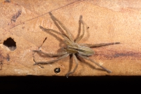 La Pisaure admirable (Araneae - Pisauridae - Pysaura mirabilis)